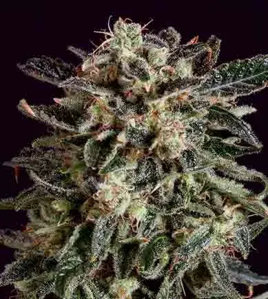 JACK FLASH x SCBDX Feminised Cannabis Seeds