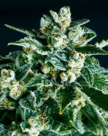 JACK HERER x SCBDX Feminised Cannnabis Seeds