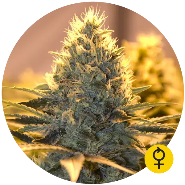 Jack Herer Auto Feminised Cannabis Seeds | Bulldog Seeds