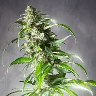 Jack F1 Regular Cannabis Seeds | Spliff Seeds
