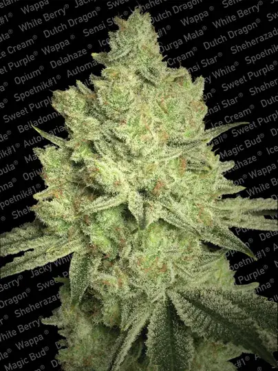 Jacky White Feminised Cannabis Seeds | Paradise Seeds