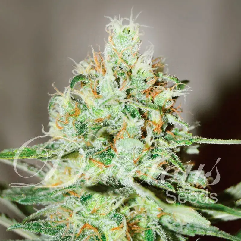 Jagg Kush Feminised Cannabis Seeds | Delicious Seeds