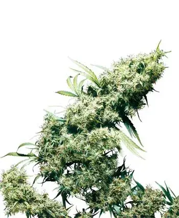 Jamaican Pearl Regular Cannabis Seeds | Sensi Seeds 