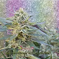 Jamnesia Haze Feminised Cannabis Seeds | Dr Krippling