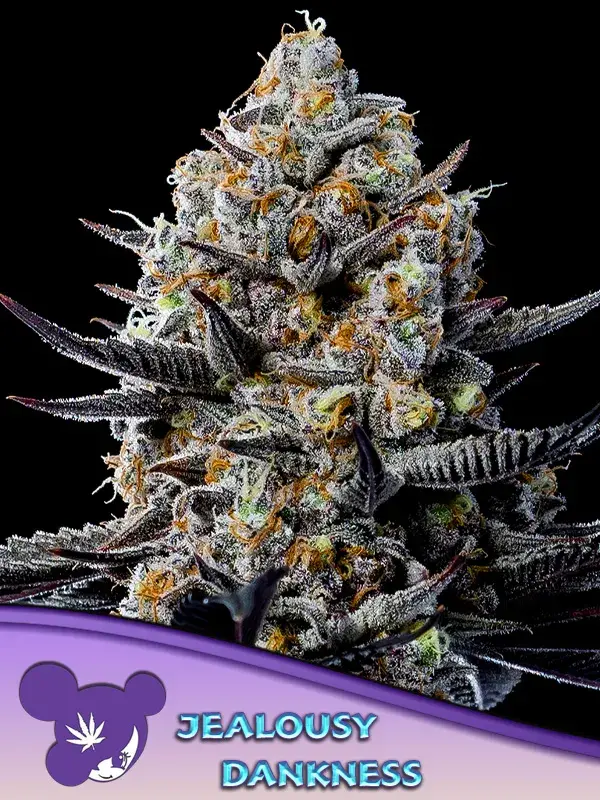 Jealousy Dankness Pink Feminised Cannabis Seeds - Anesia Seeds.