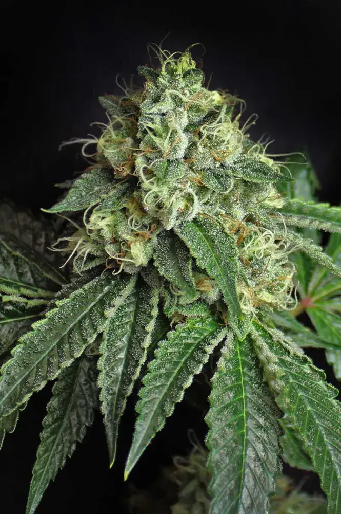 Jesus OG Regular Cannabis Seeds | TGA Seeds