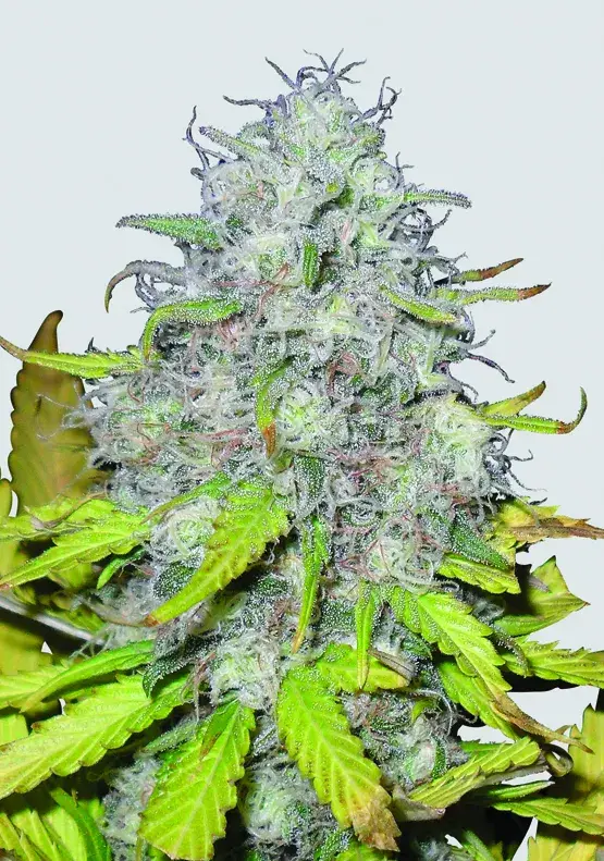 Auto Jock Horror Feminised Cannabis Seeds | Nirvana