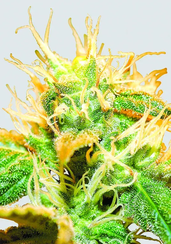 Jock Horror Feminised Cannabis Seeds | Nirvana