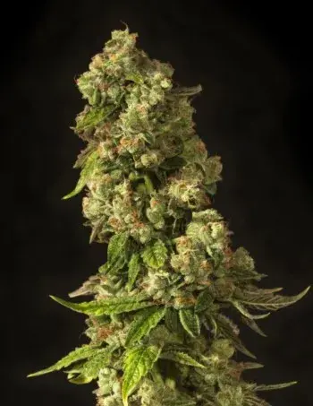 John Doe Regular Cannabis Seeds | Devil’s Harvest Seeds