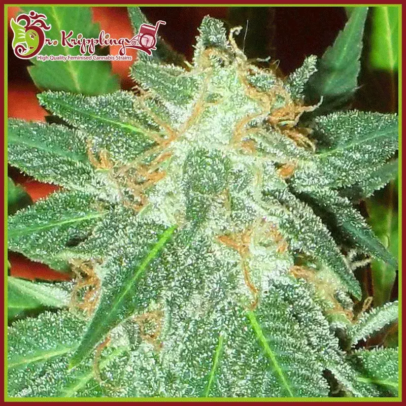 Jumping Black Dash Auto Feminised Cannabis Seeds | Dr Krippling 