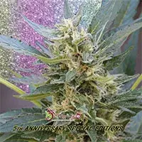 Jumping Jack Dash Auto Feminised Cannabis Seeds | Dr Krippling 