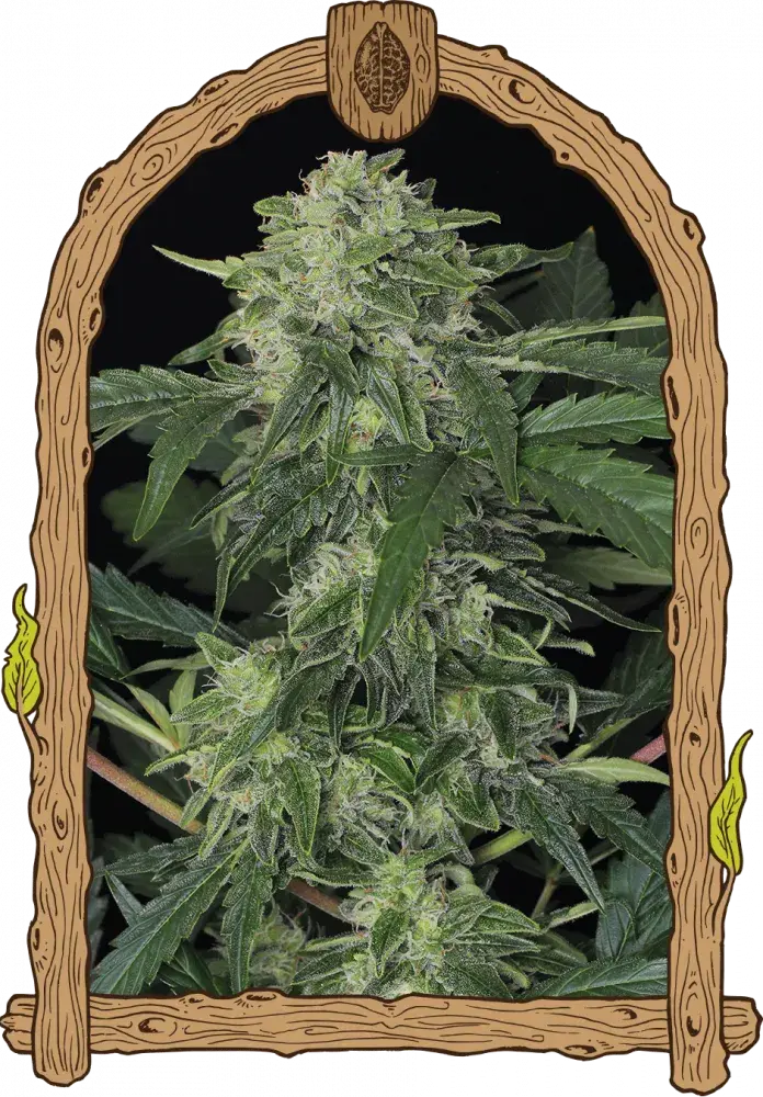 Jungle Fever Auto Feminised Cannabis Seeds | Exotic Seeds