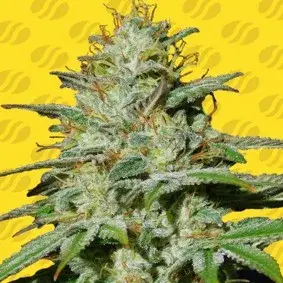 Jungle Lava Auto Feminised Cannabis Seeds | Original Sensible Seeds