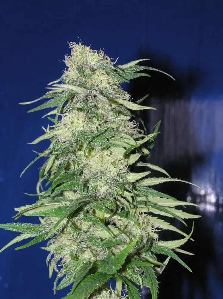 K 2 Feminised Cannabis Seeds