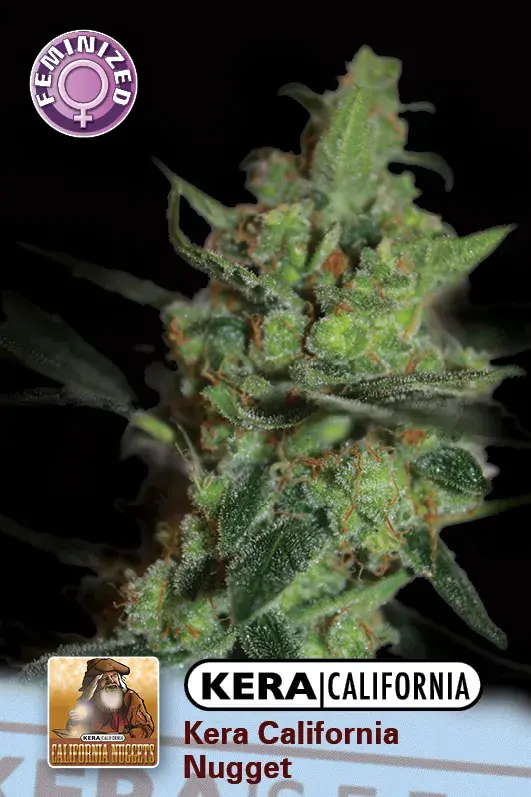 California Nugget Feminised Cannabis Seeds | Kera Seeds 