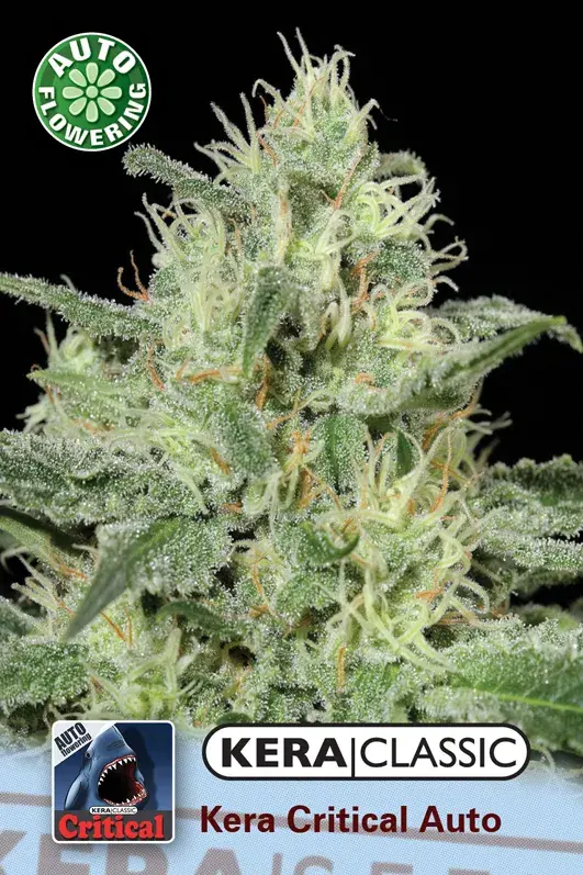 Critical Auto Feminised Cannabis Seeds | Kera Seeds