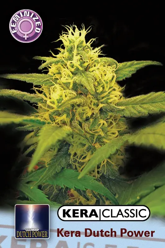 Dutch Power Feminised Cannabis Seeds | Kera Seeds