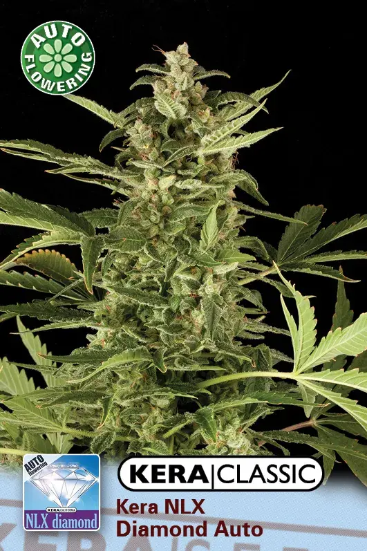 NLX Diamond Auto Feminised Cannabis Seeds | Kera Seeds