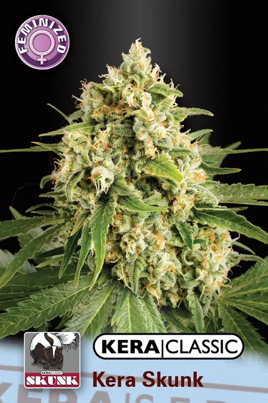 Skunk Feminised Cannabis Seeds | Kera Seeds