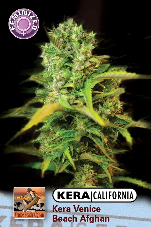 Venice Beach Afghan Feminised Cannabis Seeds | Kera Seeds