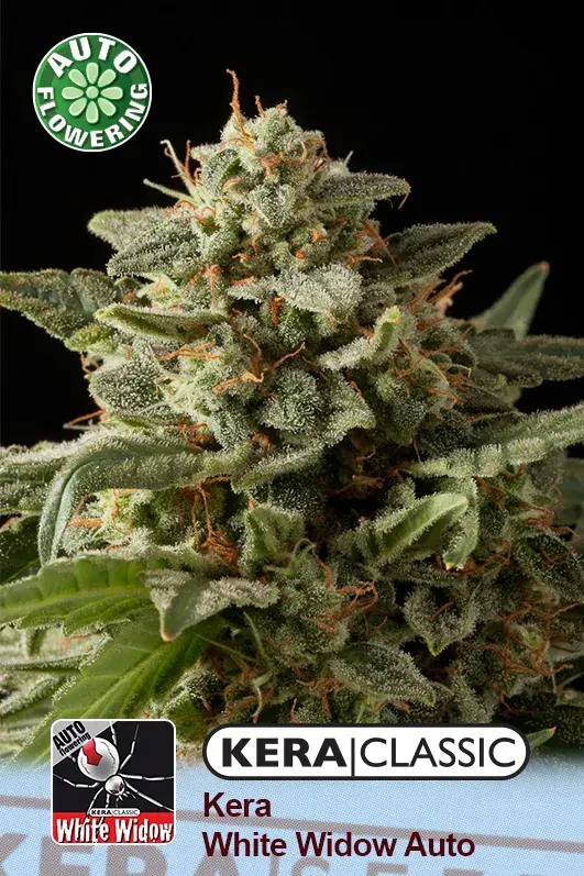 White Widow Auto Feminised Cannabis Seeds | Kera Seeds