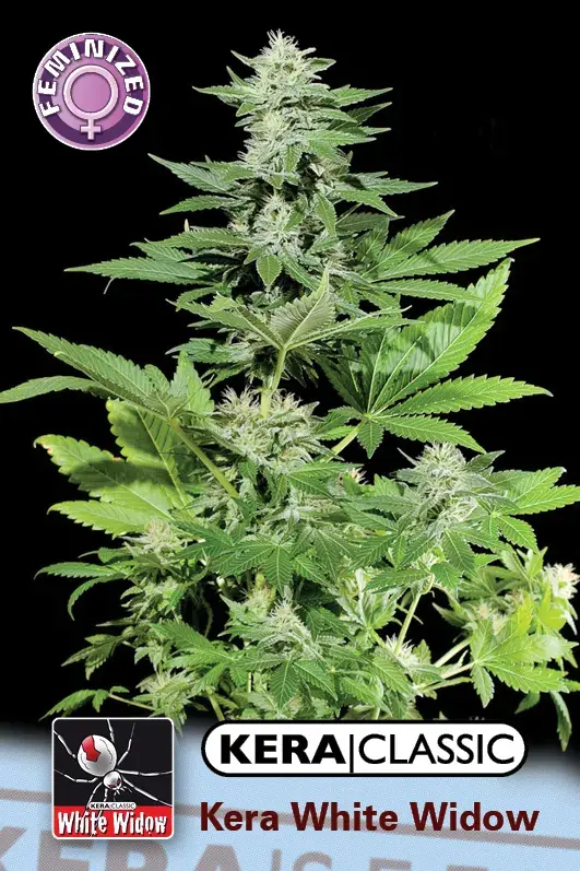 White Widow Feminised Cannabis Seeds | Kera Seeds