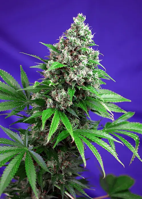 Killer Kush Fast V Feminised Cannabis Seeds | Sweet Seeds
