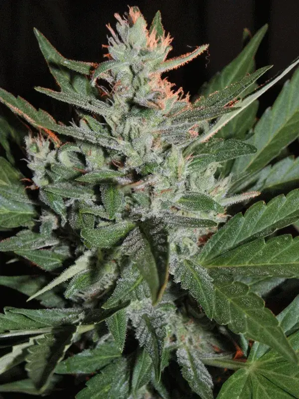 KO Crop Auto Feminised Cannabis Seeds | Cream Of The Crop 