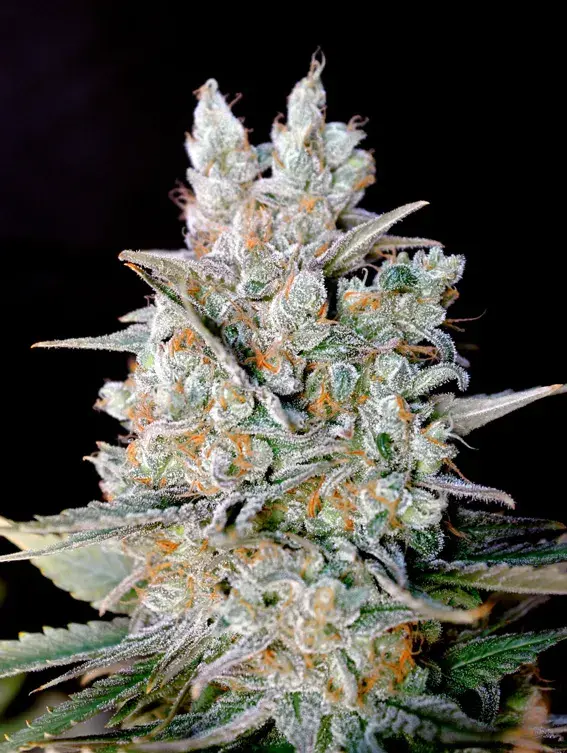 Kritikal Bilbo Auto Feminised Cannabis Seeds