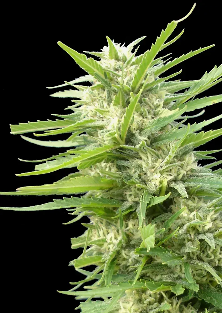Kritikal Bilbo x AK-47 Feminised Cannabis Seeds