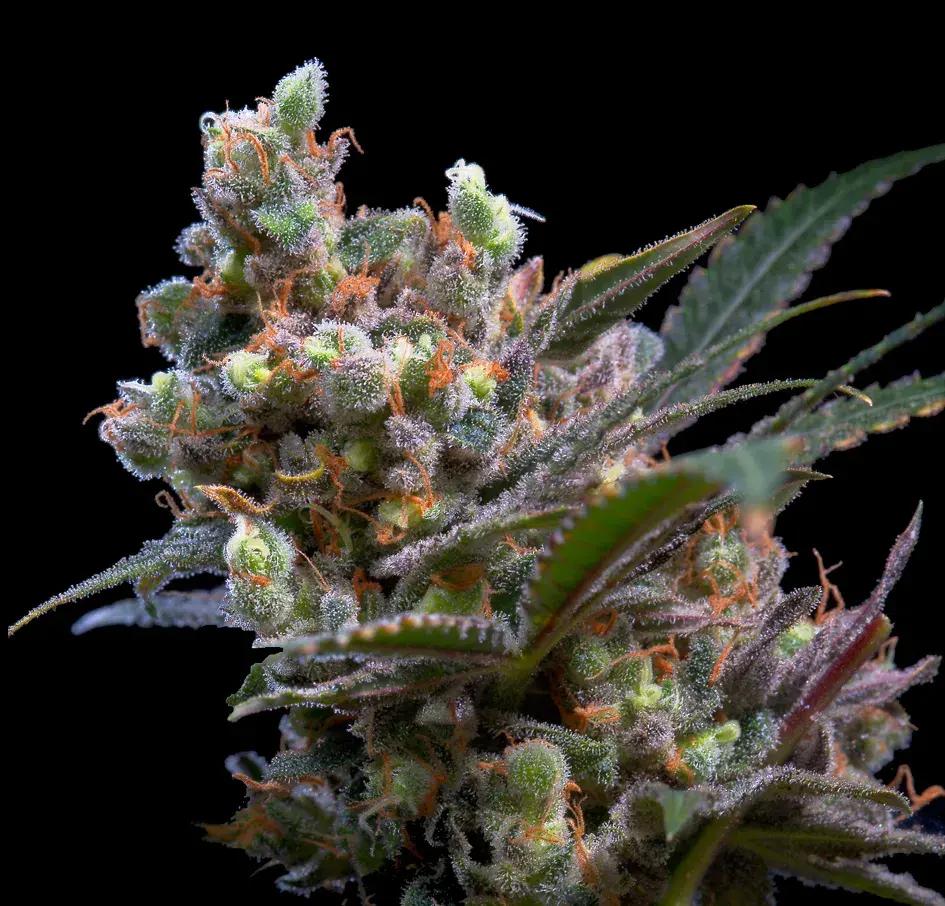 Kritikal Bilbo Feminised Cannabis Seeds