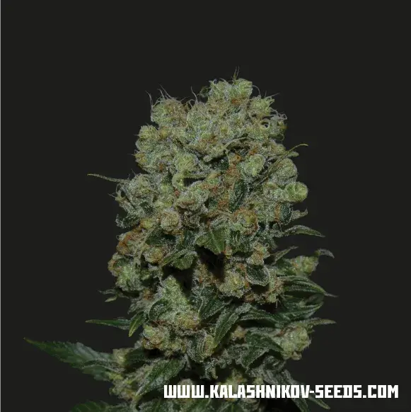 Kalashnikov Express Feminised Cannabis Seeds | Kalashnikov Seeds