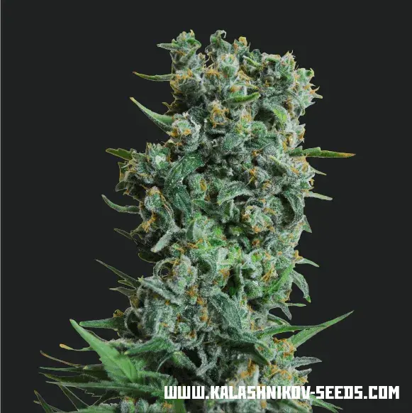 Kalashnikov Original Feminised Cannabis Seeds | Kalashnikov Seeds