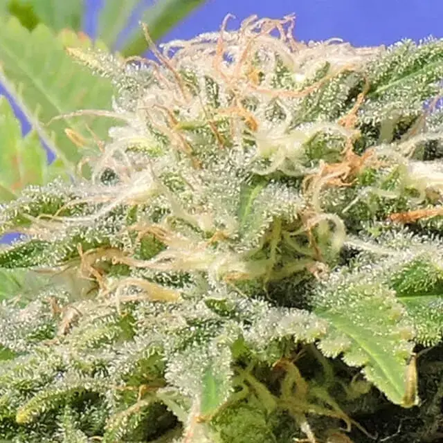 Kali AK Feminised Cannabis Seeds | Original Sensible Seeds