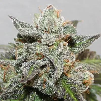 Limited Edition Kalidonia Feminised Cannabis Seeds | Ace Seeds.