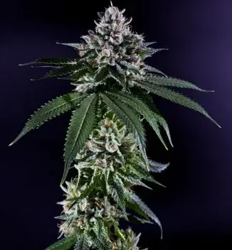 Ken's Kush Regular Cannabis Seeds | Grand Daddy Purp