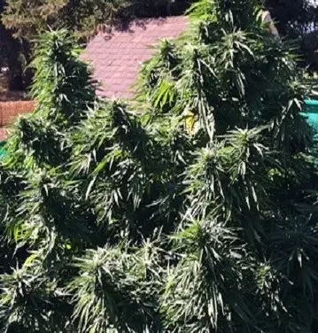 Ken's Honeydew Regular Cannabis Seeds | Grand Daddy Purp