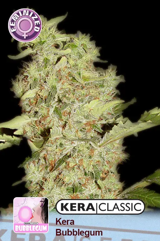 Bubblegum Feminised Cannabis Seeds | Kera Seeds