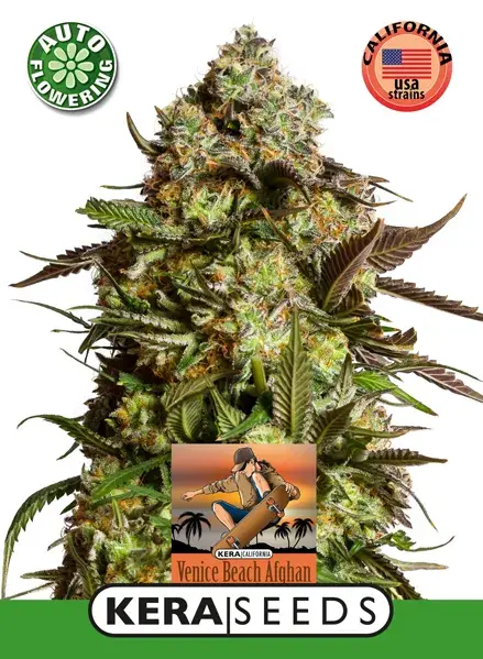 Venice Beach Afghan Auto Feminised Cannabis Seeds | Kera Seeds