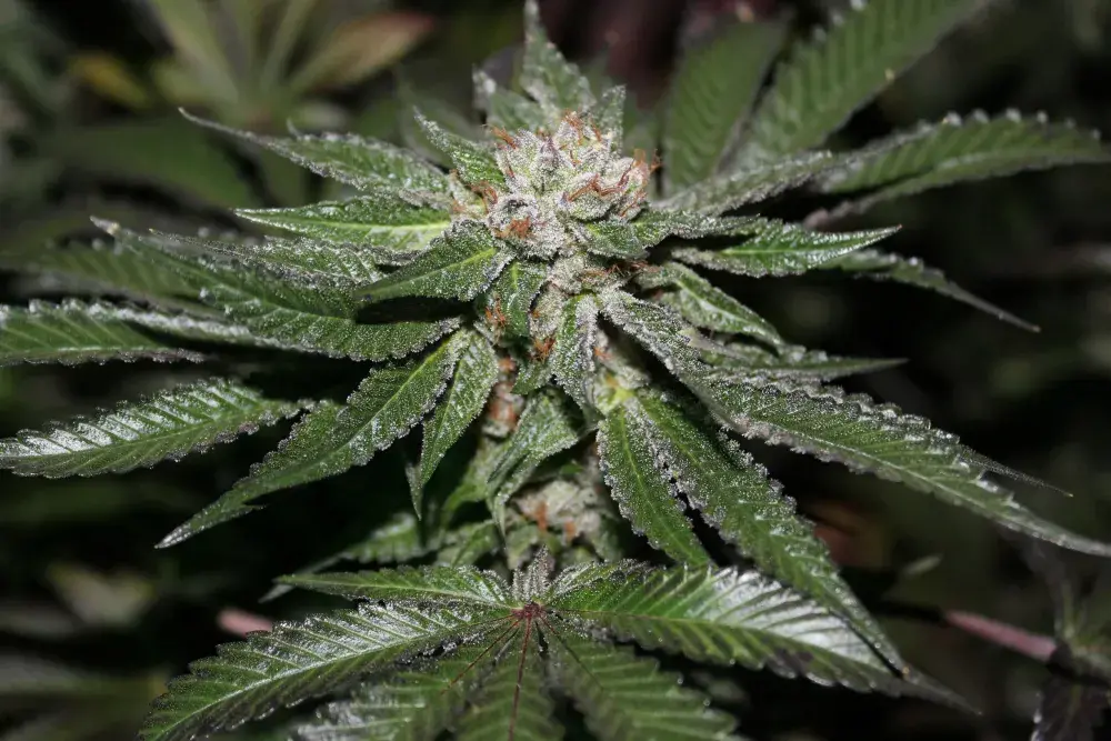 Key Lime Pie Regular Cannabis Seeds | Purple Caper Seeds