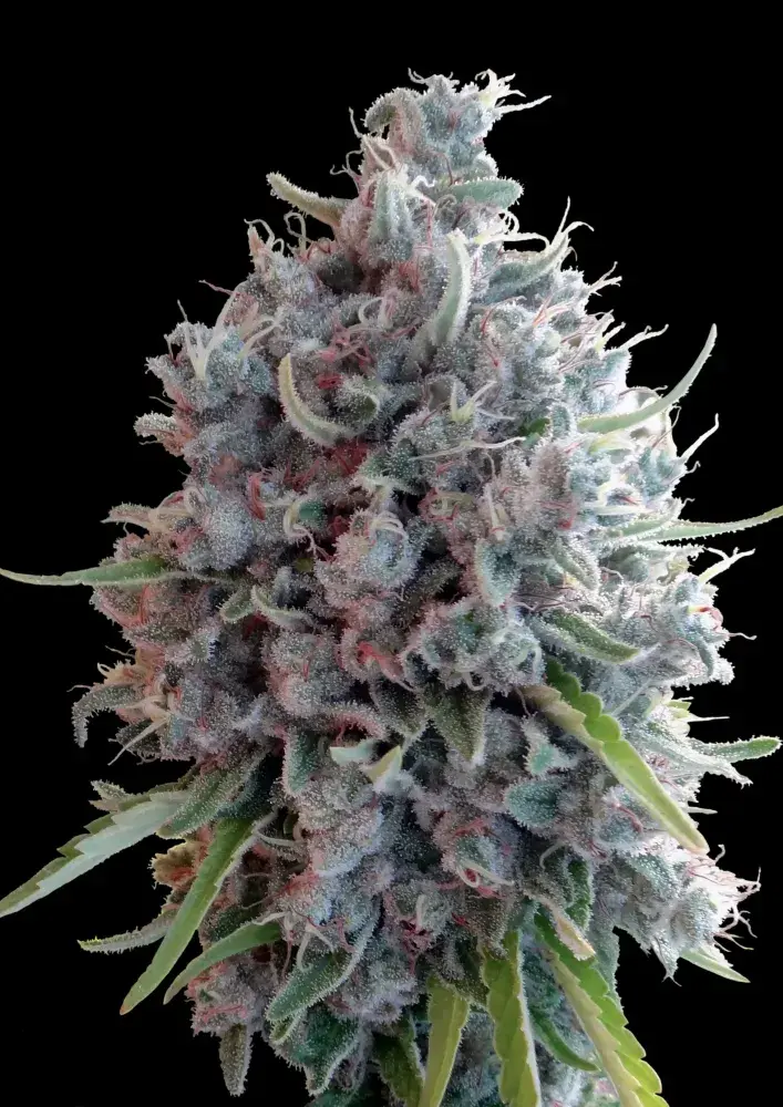 Killer A5 Haze Feminised Cannabis Seeds | Ace Seeds
