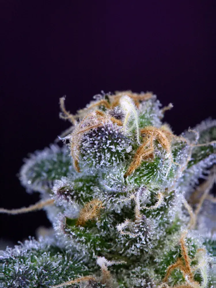Killer Grape Regular Cannabis Seeds | TGA Seeds