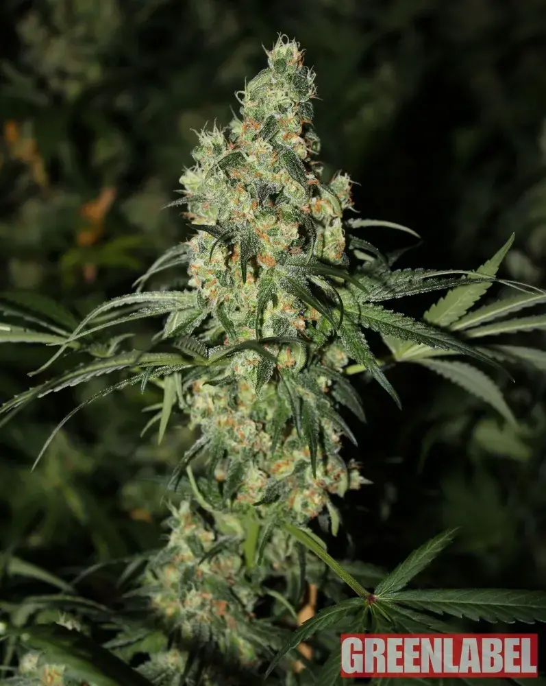 Killer White Feminised Cannabis Seeds | GreenLabel Seeds