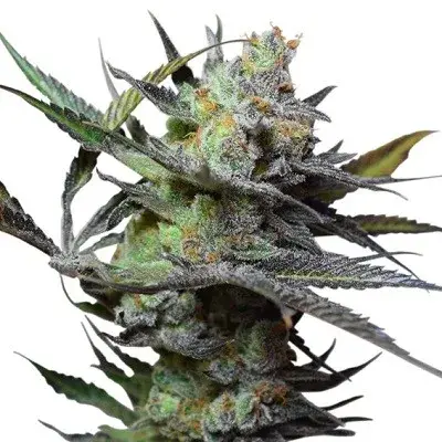 King Kong Feminised Cannabis Seeds | Big Buddha Seeds 