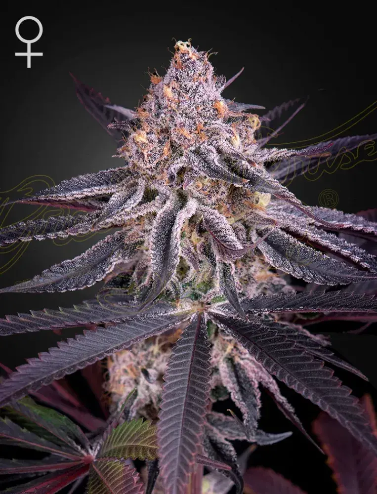 King's Juice Feminised Cannabis Seeds | Green House Seeds