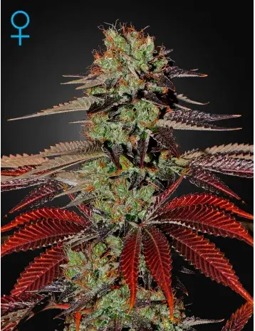 King's Kush Auto Feminised Cannabis Seeds |Green House Seeds 