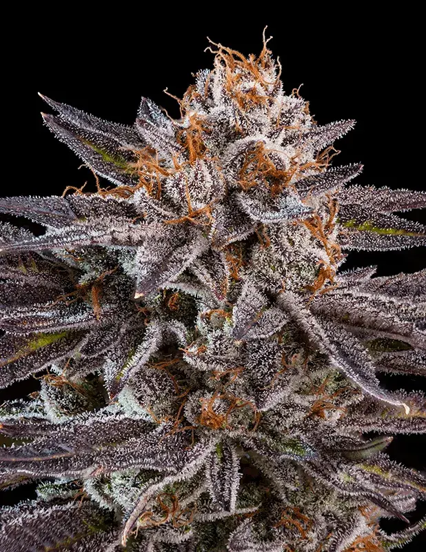 OMG Feminised Cannabis Seeds |  Ripper Seeds