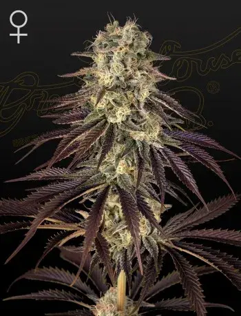 Kong's Krush Feminised Cannabis Seeds | Green House Seeds