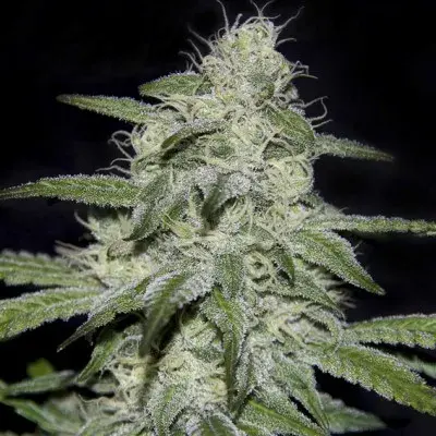  Kritikal Bilbo CBD Feminised Cannabis Seeds | Genehtik Seeds