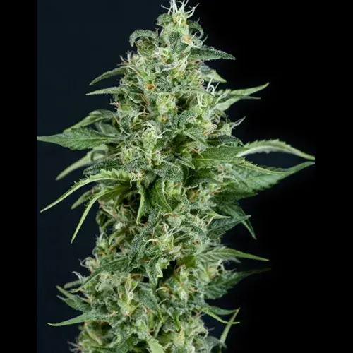 Auto Kryptonite Feminised Cannabis Seeds | Pyramid Seeds